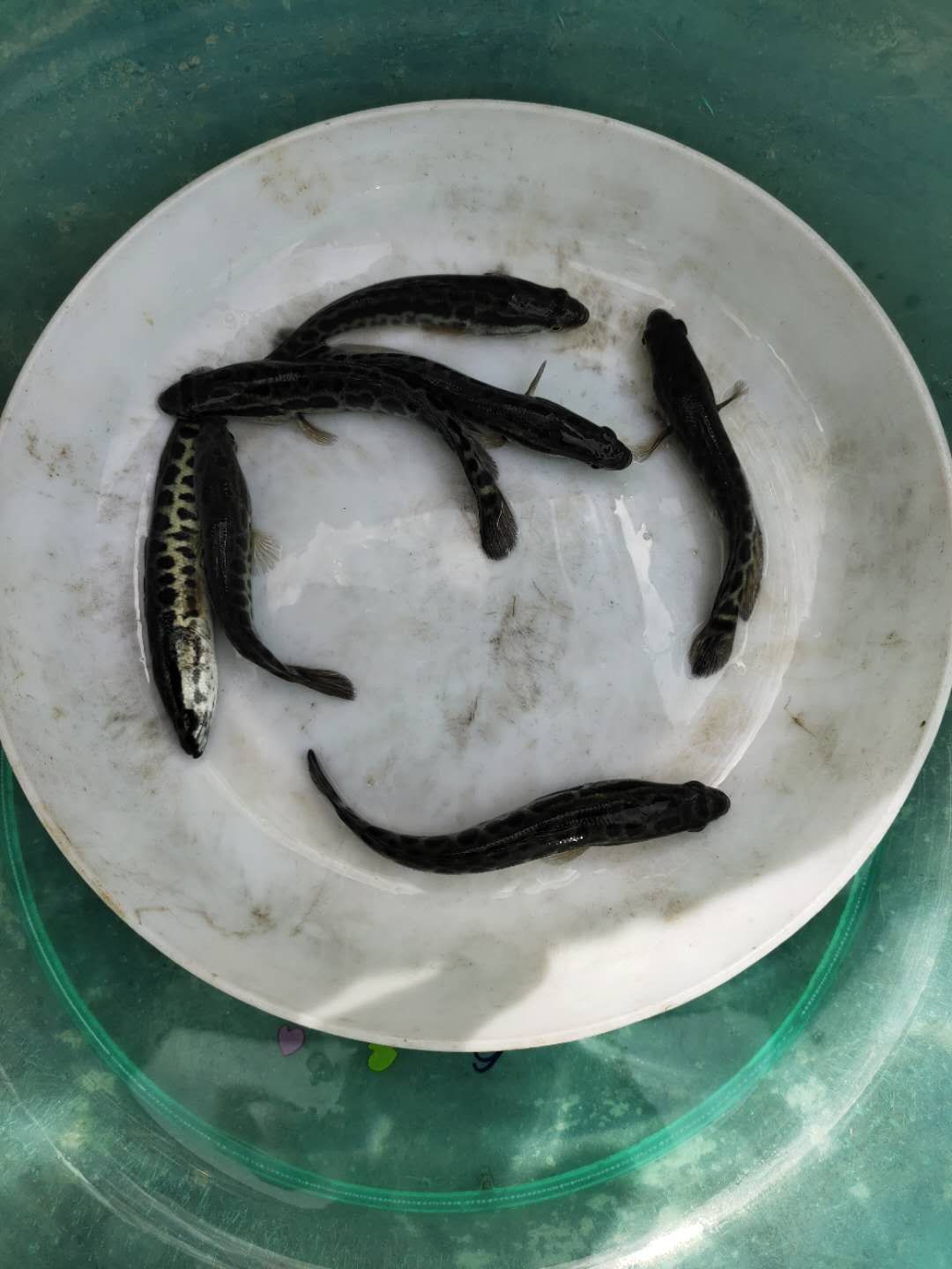 魚苗批發,生魚,又叫(黑魚,木魚)生命力強,耐底氧, 抗病強