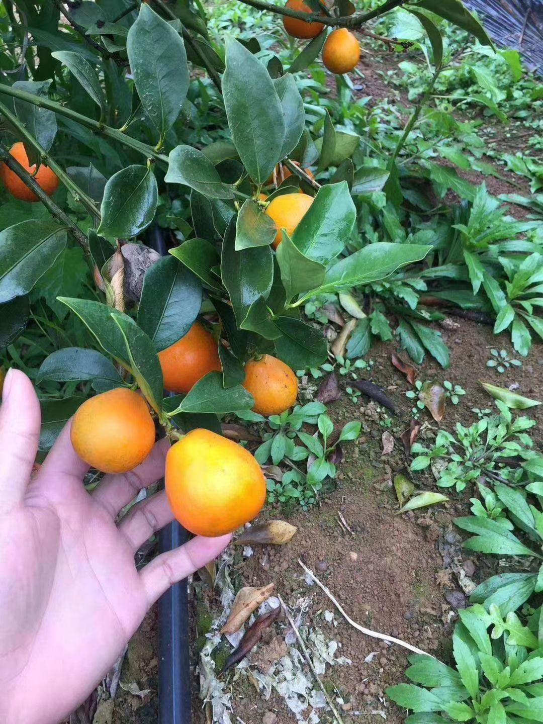 脆蜜金柑苗  脆蜜金桔苗   大果金桔   无核 少核金桔