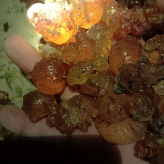 徐州食用桃胶 自家占地桃树不打农药不施肥