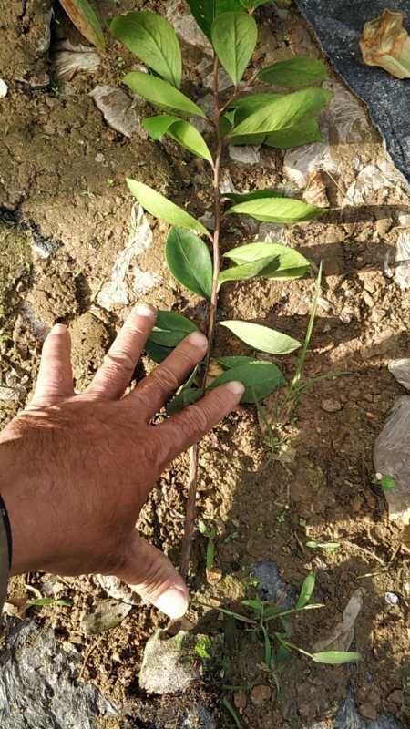 丘北县云育系列  供应无纺布杯直生油茶苗