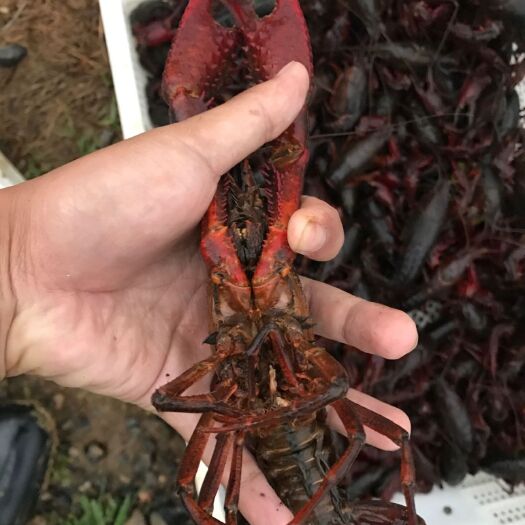 潜江市潜江小龙虾 8