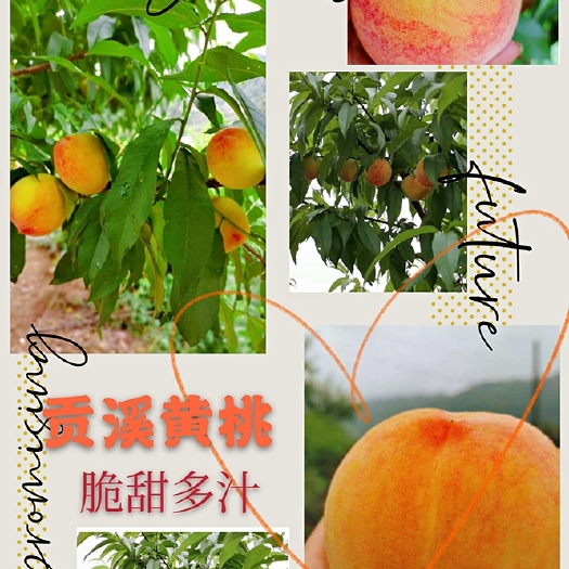 新晃县 贡溪黄桃