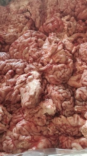 阳信县 新鲜牛脑