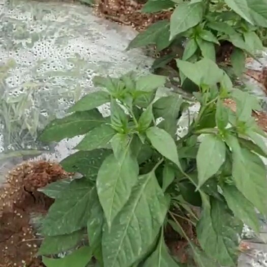  泰椒 和衢州特有白辣椒两个品种 预售可以提早联系