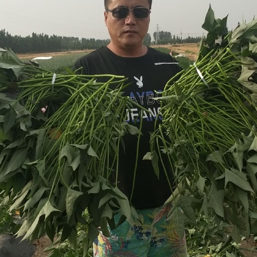夏津县西瓜红红薯苗  西瓜红纯陆地大田剪苗大量出售中价格合理订单保