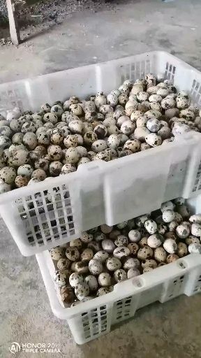 北海黄羽鹌鹑蛋  每天供应新鲜的鹌鹑蛋