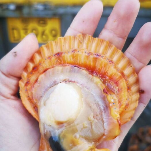 湛江 湛江黄金扇贝 自产自销