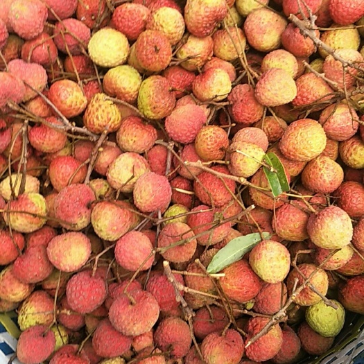 灵山县糯米糍荔枝  广西灵山糯米糍