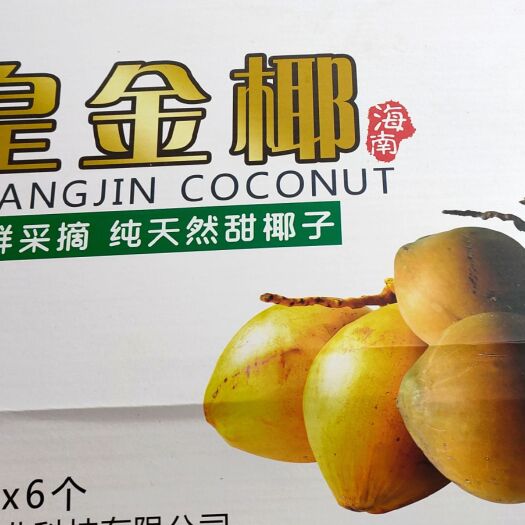 文昌市矮种椰子 矮种椰-皇金椰