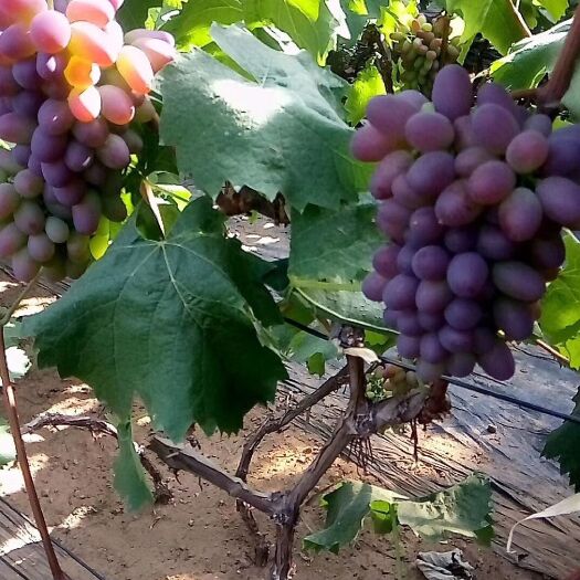 庄河市 庄河自家葡萄 🍇 无籽
玫瑰香🌹  香甜口感 特甜