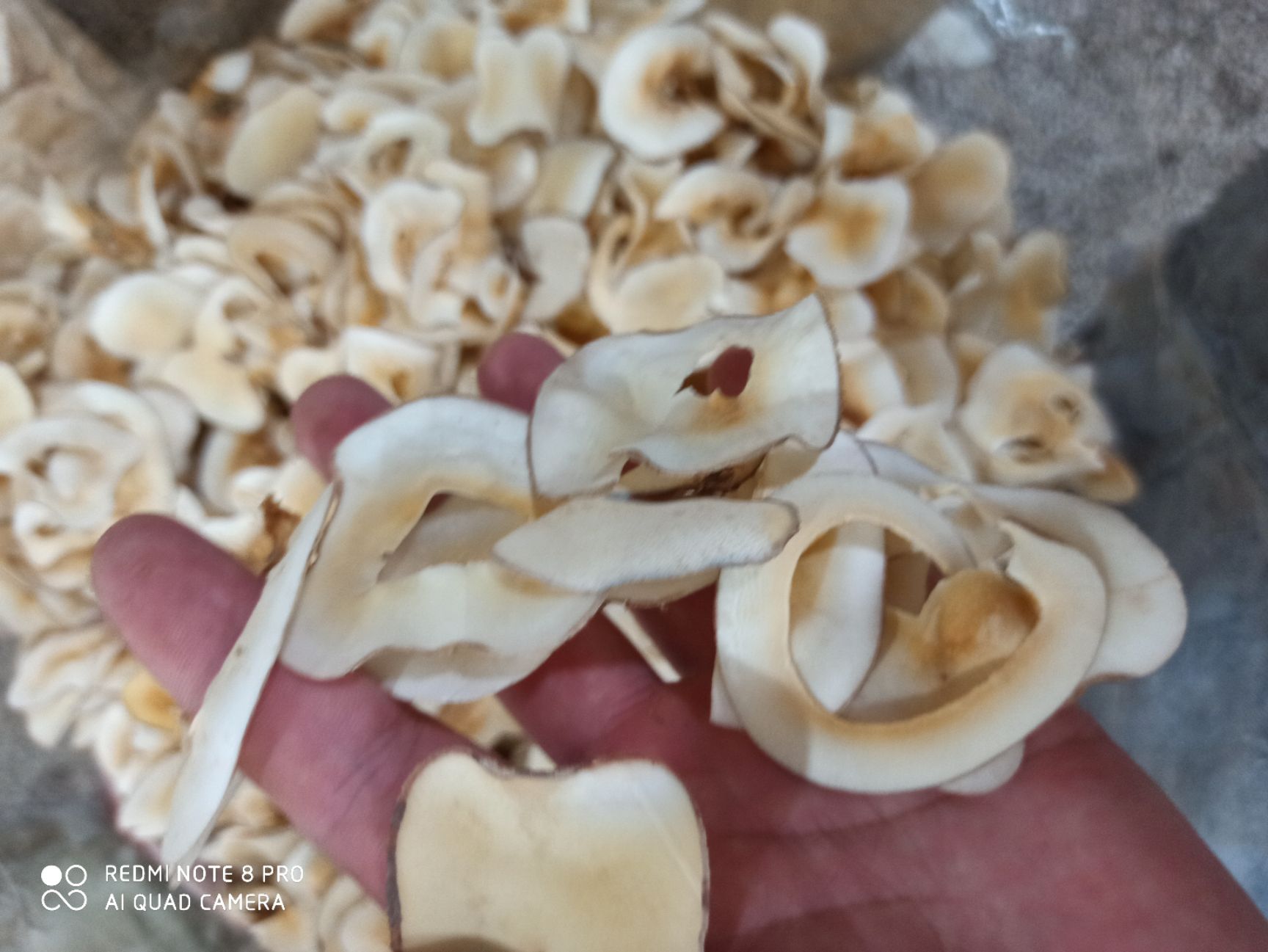 海椰子片 海底椰片 专营中药批发