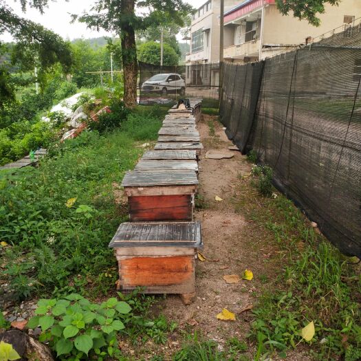 鄂州意大利蜂 50箱高箱双王群全部低价卖，