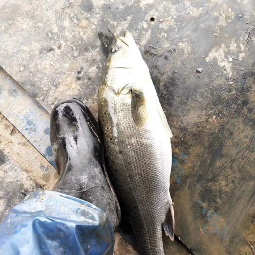 钦州 一手咸淡水海鲈鱼