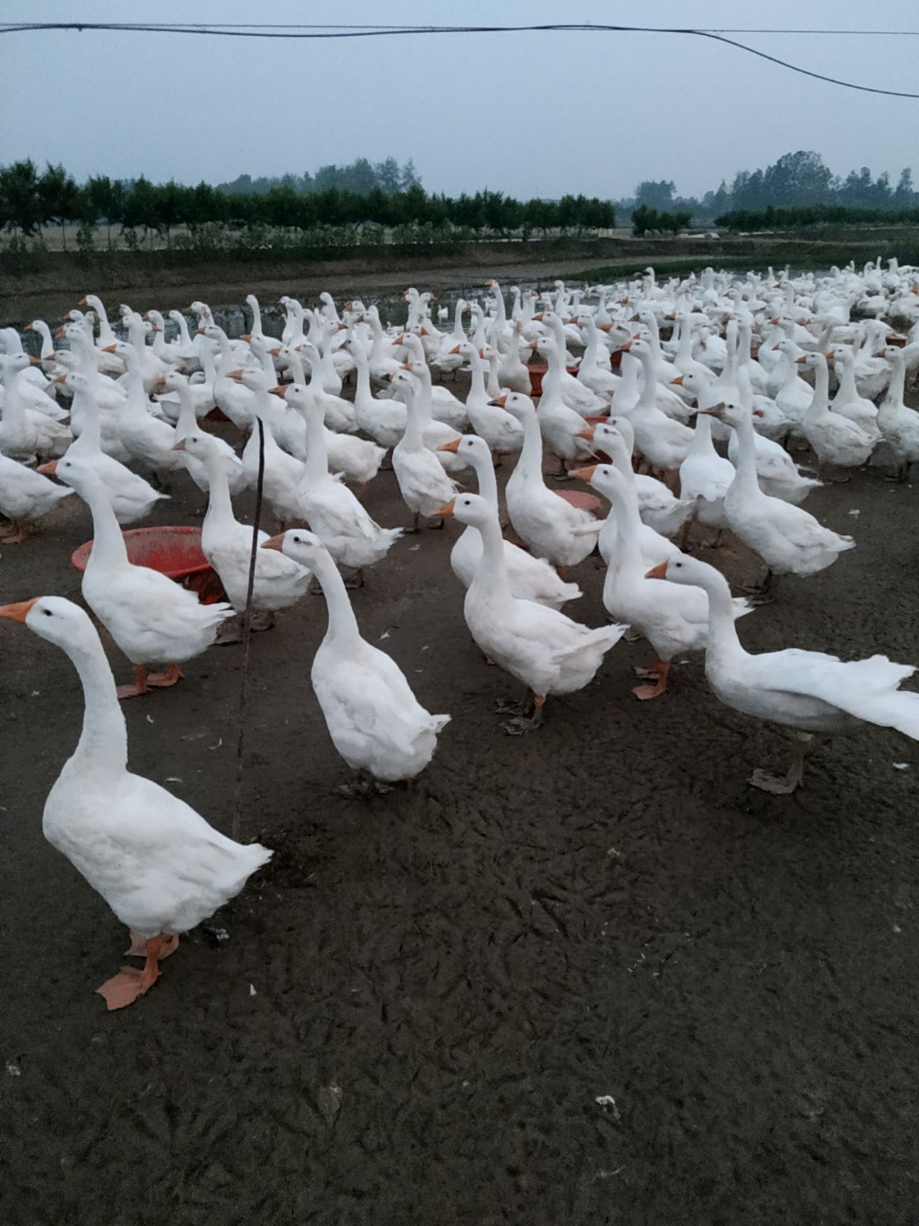  112天泰州种鹅，喜欢的速联