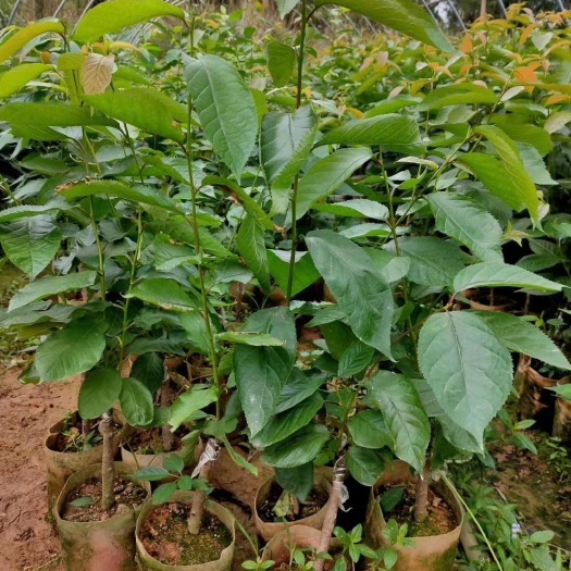 灵山县黑珍珠苗  黑珍珠樱桃苗嫁接苗 南北可以种植