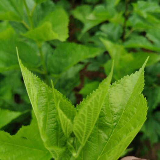  桑芽菜（鲜品）（真空速冻）月供200吨