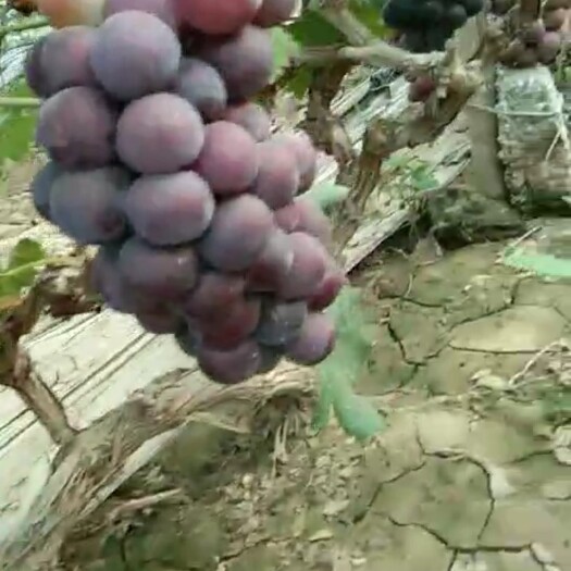河间市夏黑葡萄 自己大棚种植果粒大口感甜