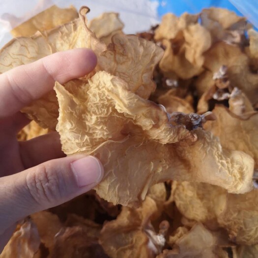 咸阳 产地直销羊肚耳沙耳珍珠菌酒店食材干鲜货批发