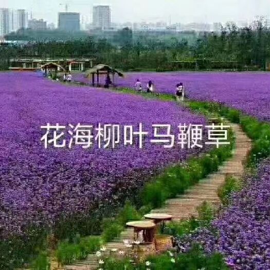 青州市草花 马鞭草，基地直销大量有货