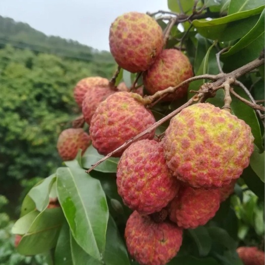 东莞市糯米糍荔枝  口感甜糯，汁水多，吃上感觉糯糯的，果核小，甜度最高