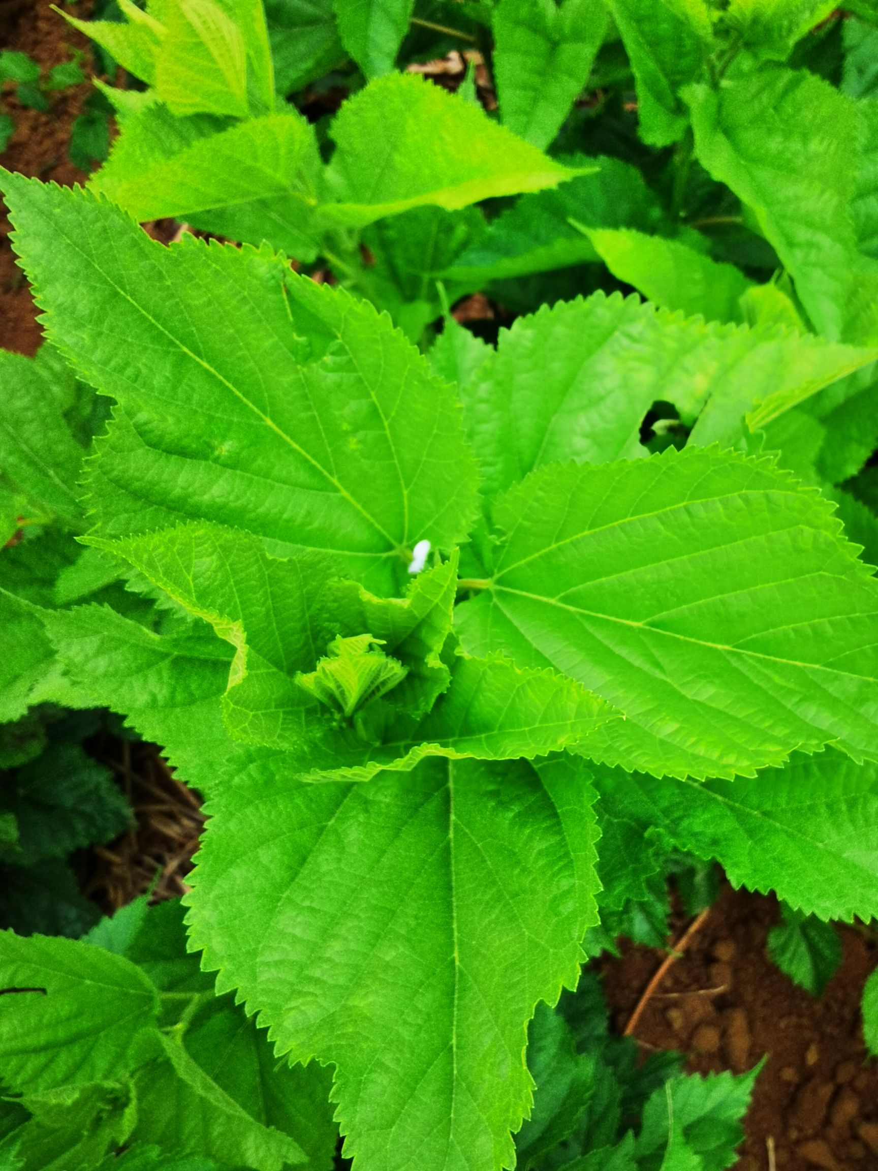  桑芽菜（鲜品）（真空速冻）月供200吨