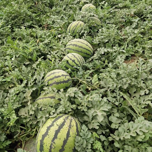 正定县 京欣西瓜