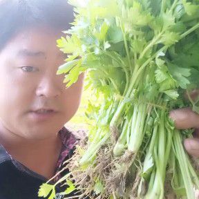 法国皇后芹菜种子 法国皇后芹菜苗厂家直销