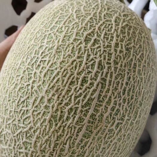网纹瓜  新疆吐鲁番的哈密瓜