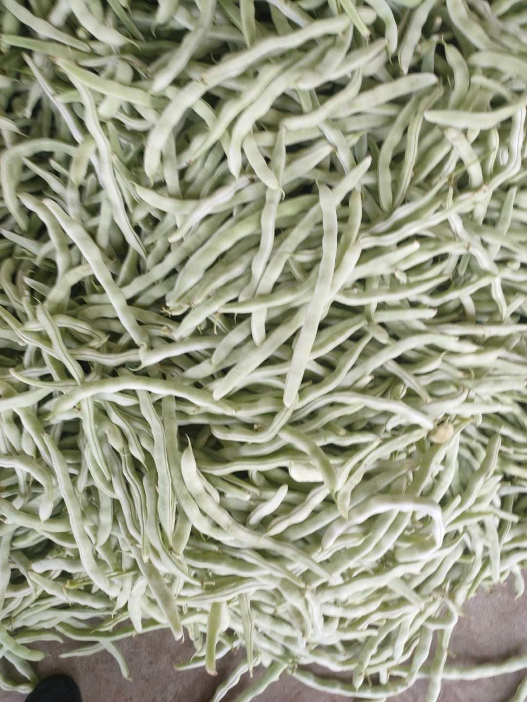  大量白豆角上市 有需求的联系我