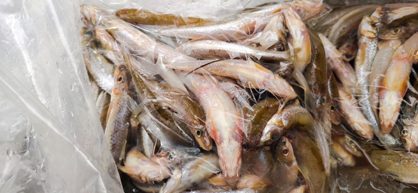 巴浪鱼  棍子鱼