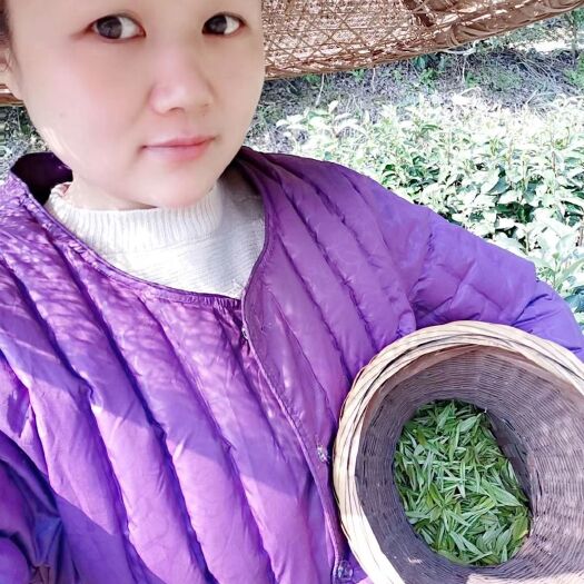 保靖县保靖黄金茶，自产自销价格便宜