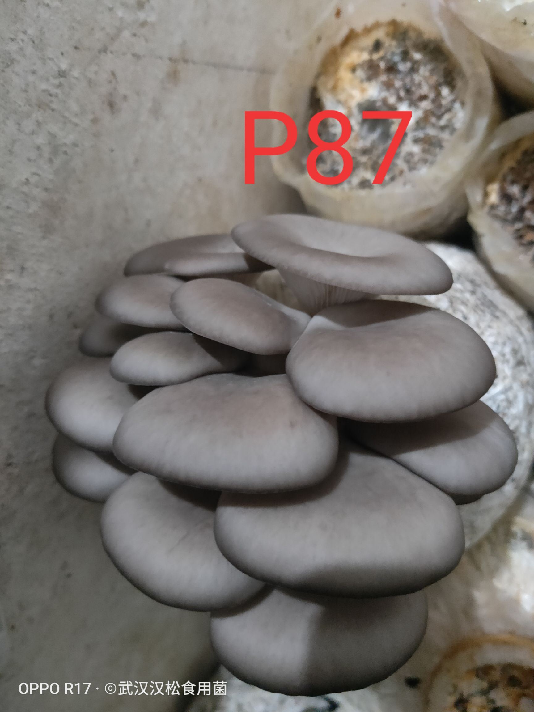 武漢平菇菌種  平菇栽培種，棉殼原料，按季節生產，保質保量，快遞