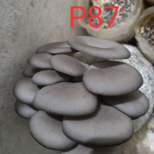 平菇菌种  平菇栽培种，棉壳原料，按季节生产，保质保量，快递