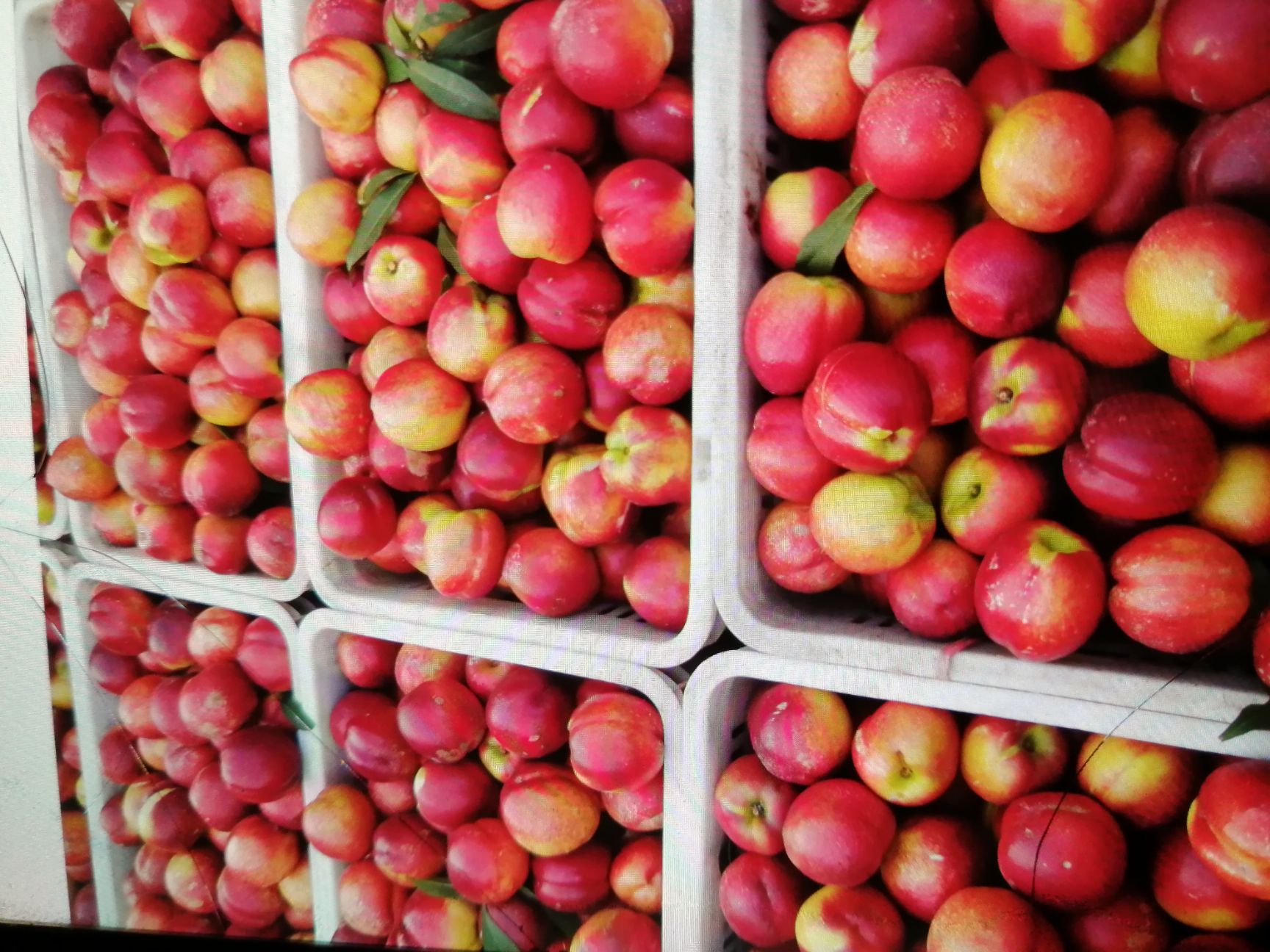  黄河古道，优质毛桃，基地直消