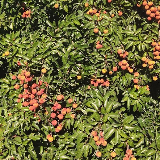 红绣球荔枝 1cm