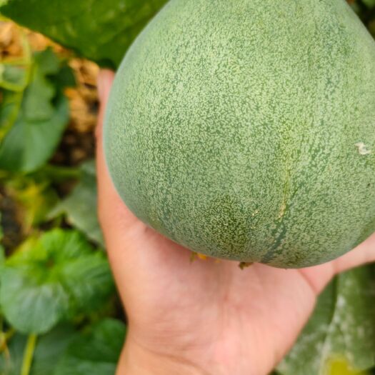 容城县绿宝甜瓜 0.5斤以上