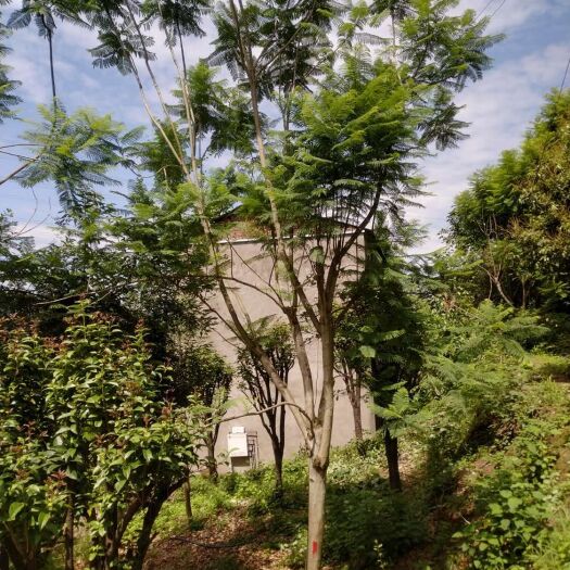 泸州 普通蓝花楹，10-20公分