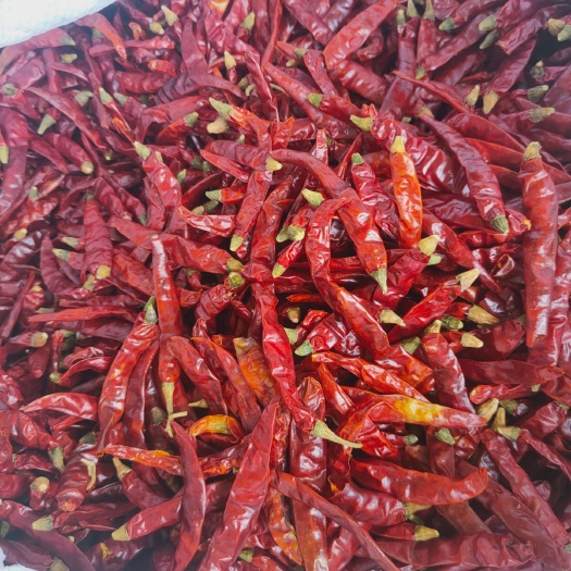 鹿邑县印度干辣椒  印度辣椒，质优价廉