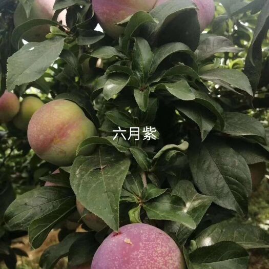 内乡县六月紫李子 清脆里熟