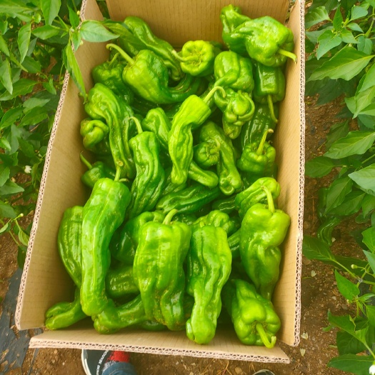 商都县芜湖椒 无胡椒
