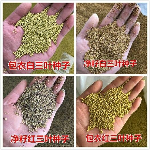 南宁 白三叶草种子红三叶心形草种 多年生 草籽四季青果园牧草种