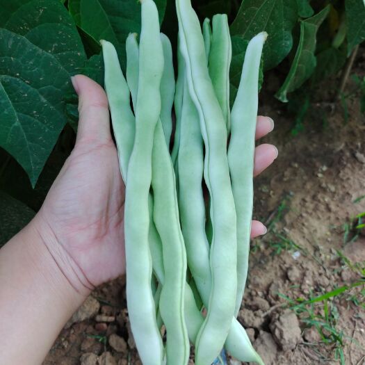 绥中县 大量白豆角上市 有需求的联系我