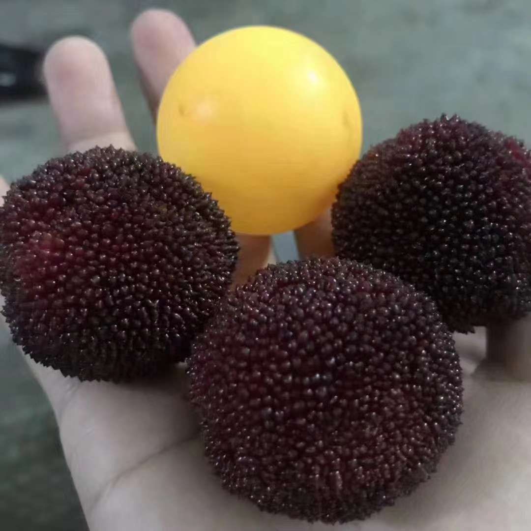 东魁杨梅 仙居东魁接受定制精品