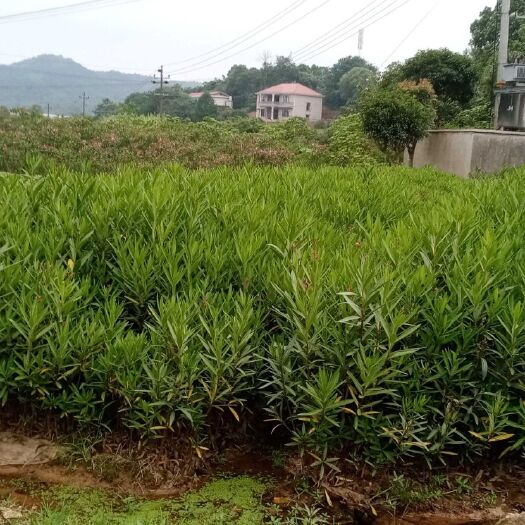 长沙 各种规格夹竹桃，价格实惠欢迎老板实地考察