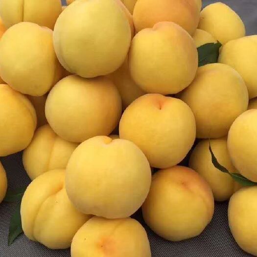 蒙阴县 沂蒙山黄金蜜桃