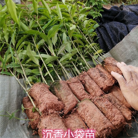 灵山县沉香苗  广西沉香树苗莞香嫁接女儿香白木香嫁接奇楠包邮