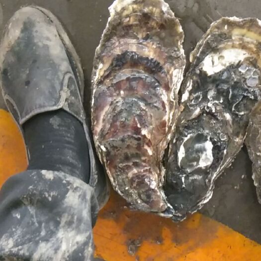 大连大连生蚝 海水 鲜活水产