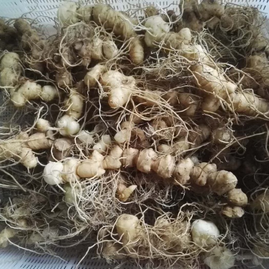 宜春 黄精：新鲜黄精
