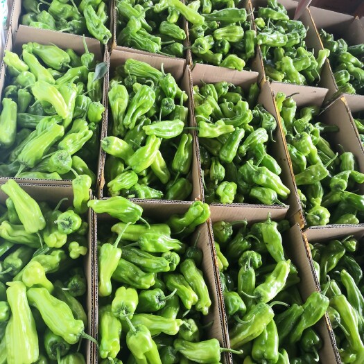 兰陵县 大量辣椒