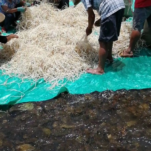 中方县白茎鱼腥草  2023年鱼腥草折耳根新货即将上市